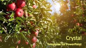  Presentation with orchard - Cool new presentation theme with agro business - red apples on the trees backdrop and a tawny brown colored foreground