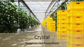  Presentation with boxes - Theme featuring agro business - stacks of yellow boxes standing background and a coral colored foreground