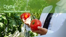  Presentation with working - Colorful presentation enhanced with agro business - young agroengineer looking at ripe backdrop and a tawny brown colored foreground