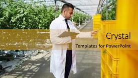  Presentation with cramped inside the box - PPT layouts featuring agro business - young selectionist standing by stacks background and a gold colored foreground