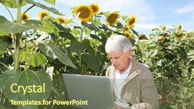  Presentation with agronomist - PPT layouts having agronomist in sunflowers field with laptop computer background and a tawny brown colored foreground