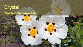  Presentation with pollen - Slides featuring pollen dans l air - blossoming gum rock rose background and a tawny brown colored foreground