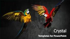  Presentation with parrots - Cool new presentation with air defence - two colourful parrots fighting backdrop and a dark gray colored foreground