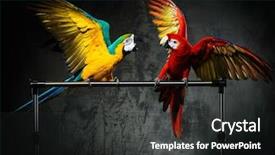 Presentation with parrots - Audience pleasing PPT theme consisting of air defence - two colourful parrots fighting backdrop and a dark gray colored foreground