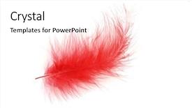  Presentation with red white blue patriotic - Audience pleasing presentation theme consisting of air flow - red feather over white background backdrop and a pink colored foreground