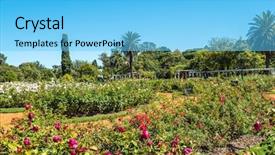  Presentation with red roses rose garden - Beautiful presentation theme featuring air france - palermo rose garden backdrop and a light blue colored foreground