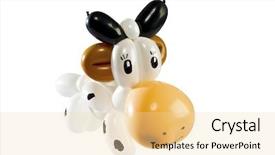  Presentation with animal cow - Colorful theme enhanced with animal cow isolated on white backdrop and a blonde colored foreground