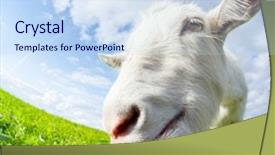  Presentation with green - Slide set enhanced with close up shot of the goat on the green summer meadow background and a sky blue colored foreground