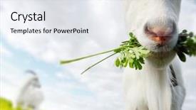  Presentation with bunch - Beautiful PPT layouts featuring close up shot of the goat with bunch of green lush grass on the summer meadow backdrop and a sky blue colored foreground