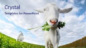  Presentation with bunch - Slide deck featuring up shot of the goat background and a sky blue colored foreground