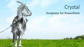  Presentation with leash - Colorful slides enhanced with  backdrop and a  colored foreground.