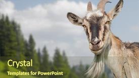  Presentation with meadow - PPT theme consisting of goat portrait on a summer background and a tawny brown colored foreground