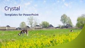  Presentation with grazing - Colorful PPT theme enhanced with goats grazing on a green lush countryside meadow wooden village with fences on the background backdrop and a sky blue colored foreground