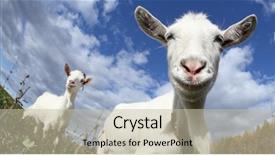  Presentation with funny animal - Audience pleasing presentation consisting of portrait of a funny goat backdrop and a mint green colored foreground