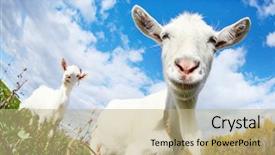  Presentation with funny animal - Slides enhanced with portrait of a funny goats background and a coral colored foreground