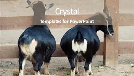  Presentation with zoo - Amazing slides having two goats in zoo backdrop and a coral colored foreground