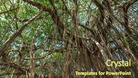  Presentation with banyan tree - Presentation design having healthy eating in the restaurant and diet topic white plate with strawberries and raspberries is isolated on a white table in the studio top view studio background and a light gray colored foreground
