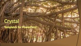  Presentation with banyan tree - Cool new slide set with air india - big beautiful banyan tree backdrop and a tawny brown colored foreground