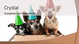  Presentation with memories temlate text box - Presentation theme featuring air mail - three chihuahuas in a cardboard background and a lemonade colored foreground