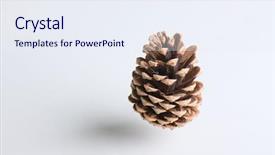 Presentation with pine cone - Audience pleasing presentation theme consisting of air on a white background backdrop and a sky blue colored foreground