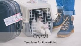  Presentation with airline - Slide deck featuring airline cargo pet carrier waiting background and a light gray colored foreground