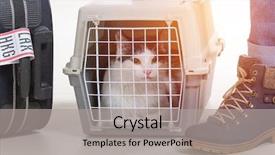  Presentation with airline - Colorful slide deck enhanced with airline cargo pet carrier backdrop and a light gray colored foreground