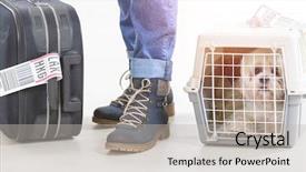 Presentation with airline - Presentation design featuring airline cargo pet carrier background and a light gray colored foreground