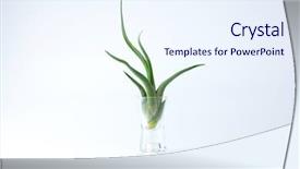  Presentation with on an air force plane - Presentation theme having airplante - air plant caput-medusae isolated background and a sky blue colored foreground