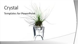  Presentation with plants - Cool new PPT layouts with airplante - air plants or tillandsia airplants backdrop and a white colored foreground