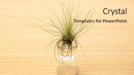  Presentation with on an air force plane - Amazing presentation having airplante - air plants or tillandsia airplants backdrop and a lemonade colored foreground