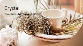  Presentation with plants - Slide deck with airplante - air plants background and a lemonade colored foreground