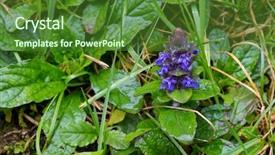  Presentation with rustic purple flower - PPT theme having ajuga bugleweed purple hairy flower background and a forest green colored foreground
