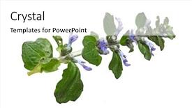 Presentation with blue flower - Audience pleasing slide set consisting of ajuga reptans blue bugle flower backdrop and a white colored foreground
