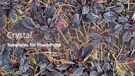  Presentation with garden - Beautiful slide set featuring ajuga-reptans-in-the-winter backdrop and a gray colored foreground