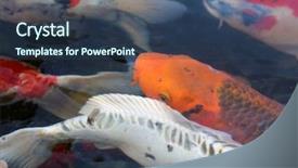  Presentation with ponds - Cool new theme with koi fish aka nishikigoi backdrop and a ocean colored foreground