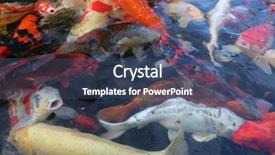  Presentation with koi fish - PPT layouts enhanced with koi fish aka nishikigoi background and a ocean colored foreground