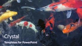  Presentation with ponds - Amazing slide deck having koi fish aka nishikigoi backdrop and a tawny brown colored foreground