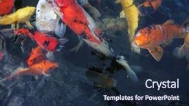  Presentation with ponds - Beautiful PPT layouts featuring koi fish aka nishikigoi backdrop and a wine colored foreground