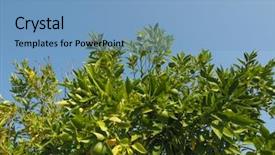  Presentation with lime - Beautiful PPT layouts featuring aka persian lime or shiraz backdrop and a teal colored foreground