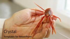  Presentation with biology red - Amazing presentation theme having aka pleuroncodes planipes a marine backdrop and a coral colored foreground