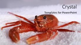  Presentation with close up view of the compass on old paper - Presentation theme with aka pleuroncodes planipes a marine background and a sky blue colored foreground