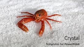  Presentation with life science - PPT theme featuring aka pleuroncodes planipes a marine background and a light gray colored foreground