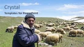  Presentation with shepherd sheep - 