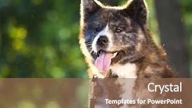  Presentation with dog - Colorful theme enhanced with akita-inu-dog-portrait backdrop and a coral colored foreground