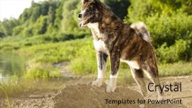  Presentation with dog - PPT theme having akita-inu-dog-portrait background and a coral colored foreground