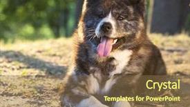  Presentation with dog - Audience pleasing slides consisting of akita-inu-dog-portrait backdrop and a tawny brown colored foreground