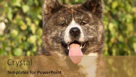  Presentation with dog - Theme featuring akita-inu-dog-portrait background and a gold colored foreground