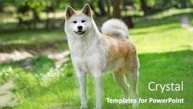  Presentation with dog park - Slide set featuring akita-inu-japanese-dog background and a seafoam green colored foreground