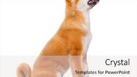  Presentation with old dog - Amazing theme having akita inu purebred puppy dog backdrop and a lemonade colored foreground