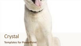  Presentation with tongue - Audience pleasing presentation theme consisting of akita-inu-sitting-and-sticking backdrop and a lemonade colored foreground